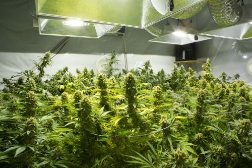 Legalising cannabis in New Zealand