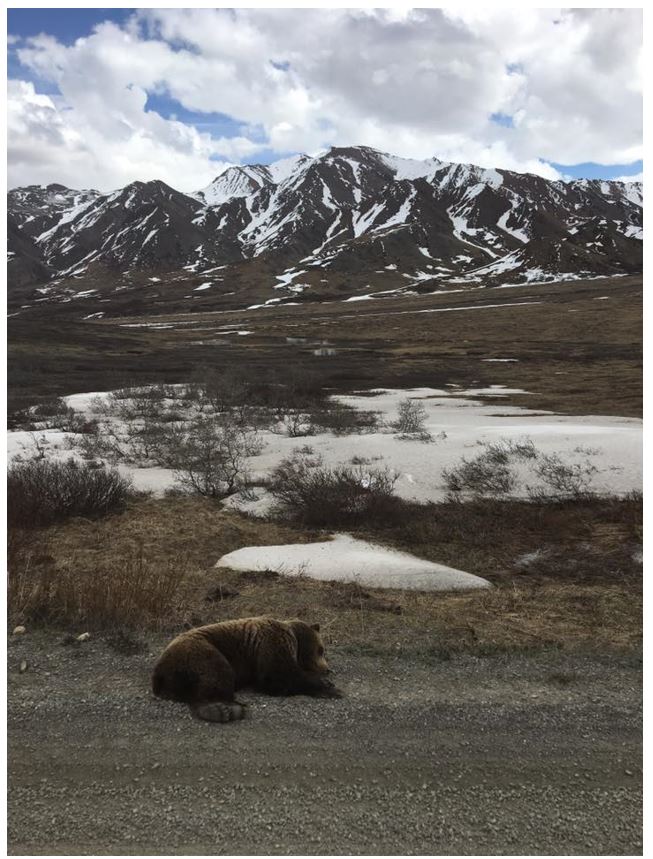 A napping grizzly bear in Denali National Park / Source: Taylor Kee