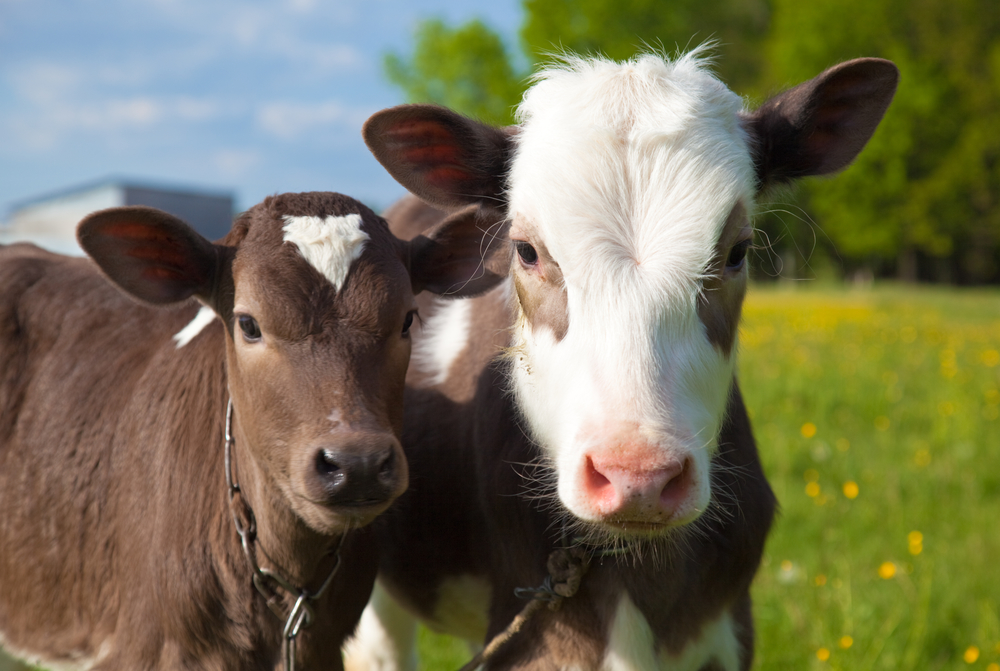 Close up of a two young calfs cattle