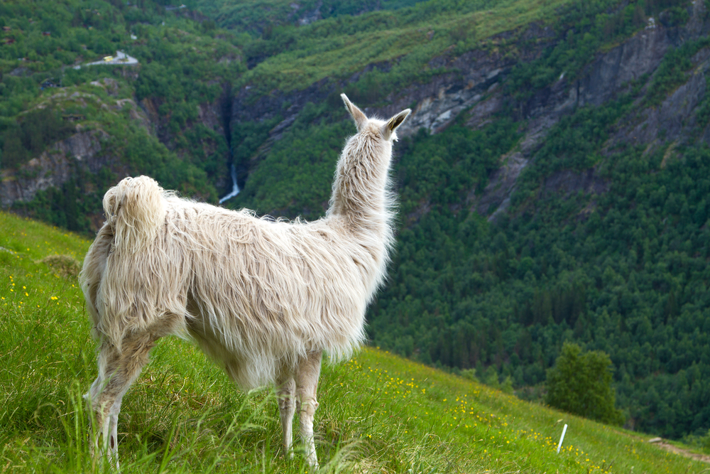 llamas in the mountains. scenic spots in nature.