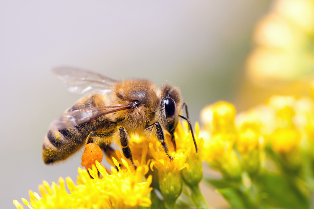 Bees collecting nectar from flower