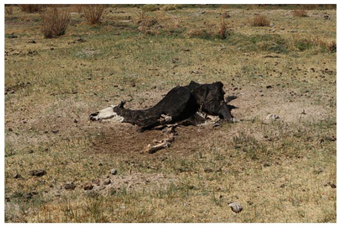 Cows get caught in quicksand and don’t always make it out…