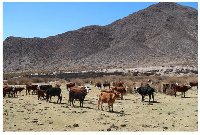 For cattle, life can be hard in high, dry Gualfin