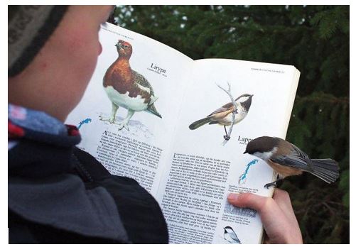 Bird That Lands on Page About Itself | Source: Bored Panda