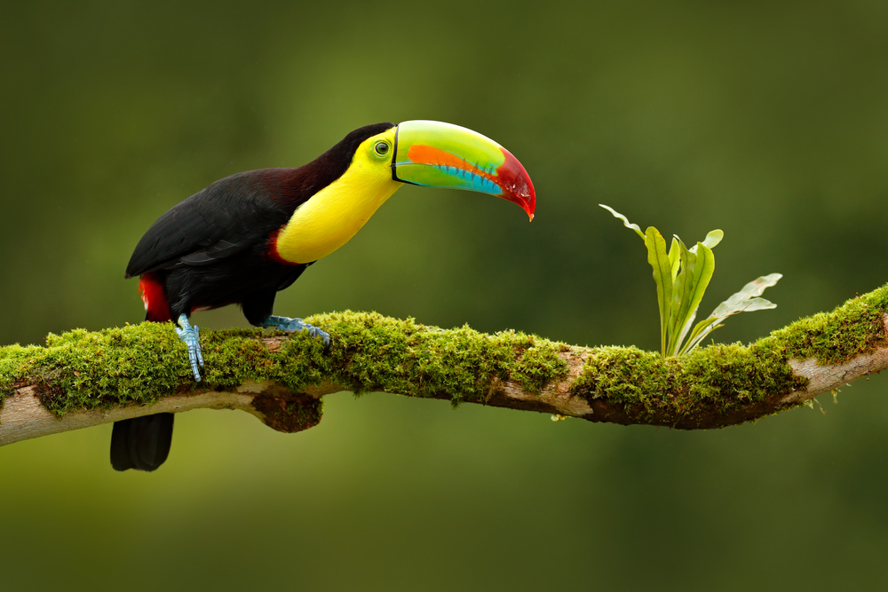 Keel-billed Toucan