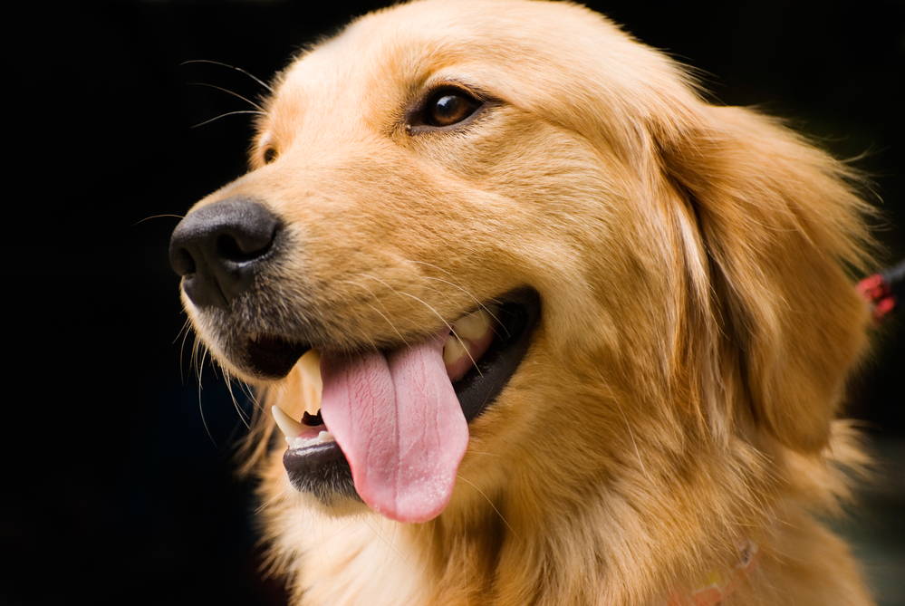 Lovely Golden Retriever stick its tongue out.