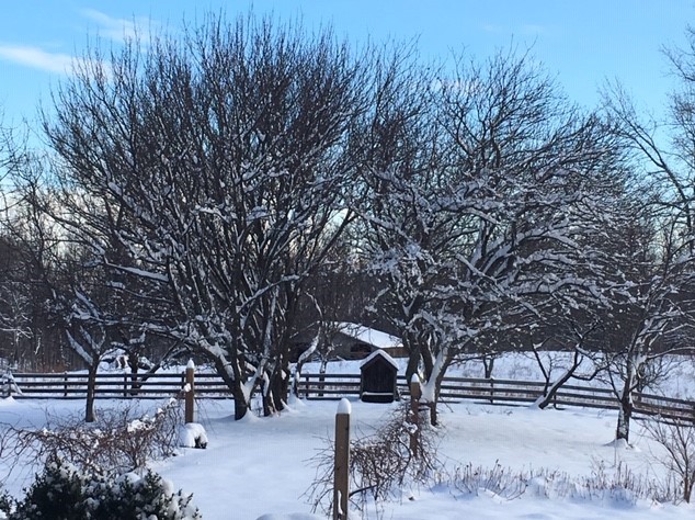 The Trees With No Leaves On the Farm