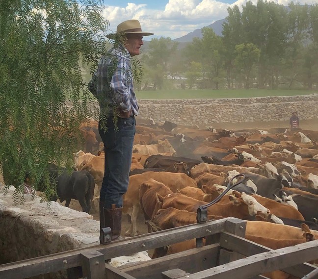Bill surveys the cattle