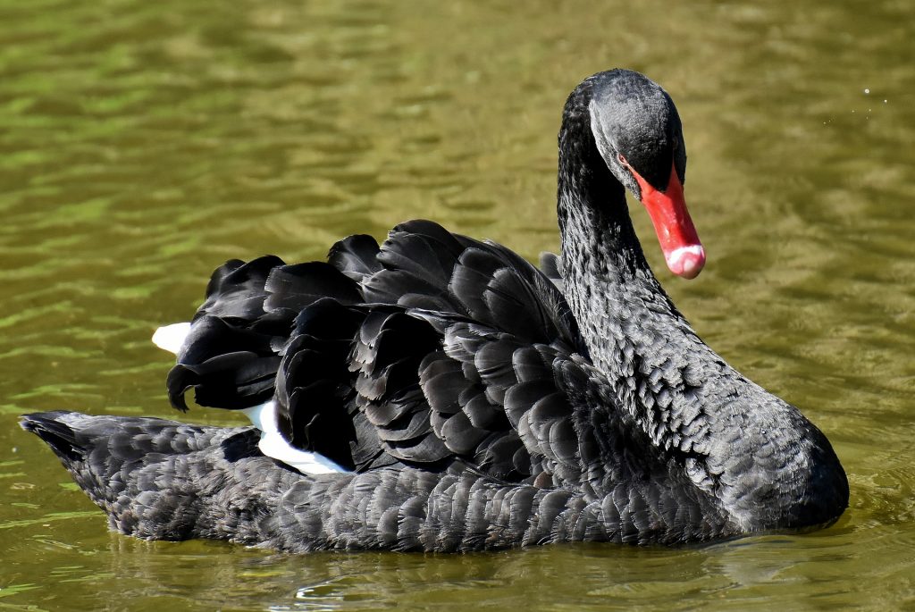 Black Swan on Lake